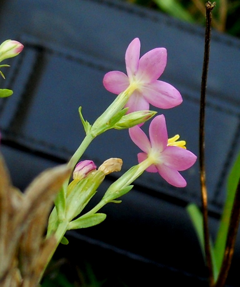 Centaurium erythraea